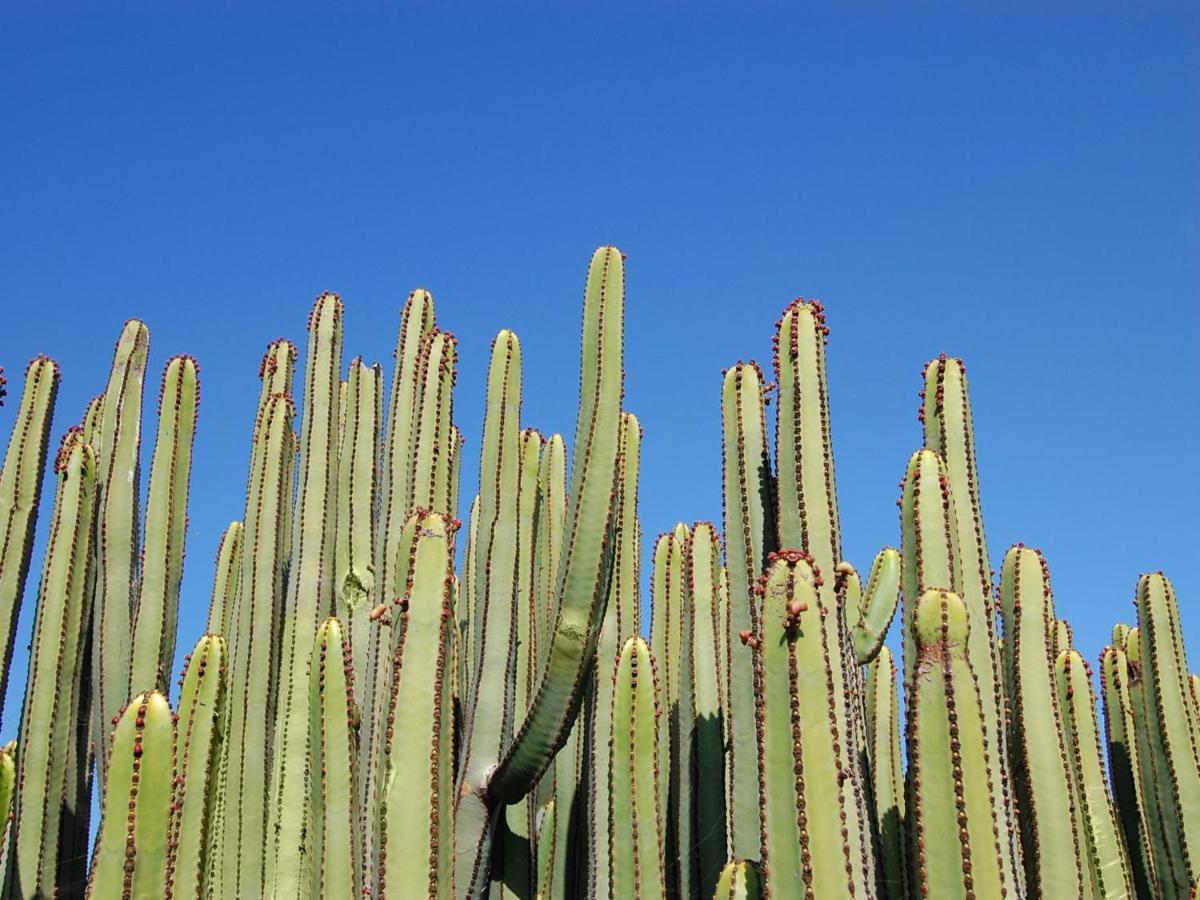 Albatross By Villagrancanaria มาสปาโลมาส ภายนอก รูปภาพ